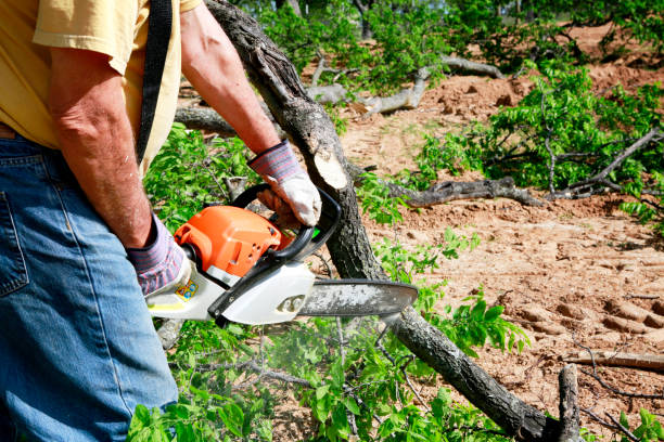 Best Hazardous Tree Removal  in Grosse Pointe Park, MI